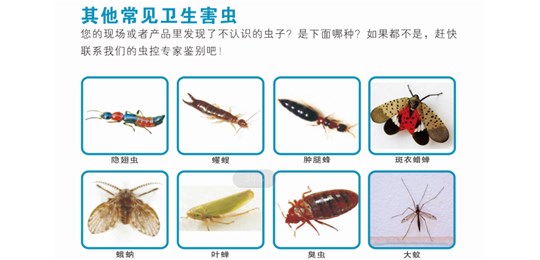 蟑螂主要侵害場(chǎng)所有哪些？