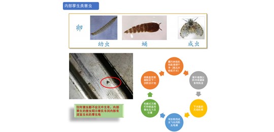 蟑螂防治對(duì)策有哪些？